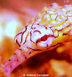 true colors..sealife DC1000. by Richard Campbell 